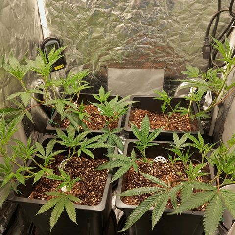 PURPLE QUEEN  growlog photo: Main STERMS to the sides 
Offshoots at the center to receive more PaR 
Will see if they grow quicker to make a uniform sized Bush!!💥💥💥