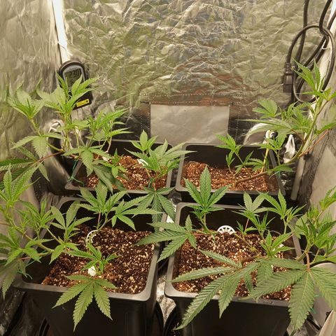PURPLE QUEEN  growlog photo: Main STERMS to the sides 
Offshoots at the center to receive more PaR 
Will see if they grow quicker to make a uniform sized Bush!!💥💥💥