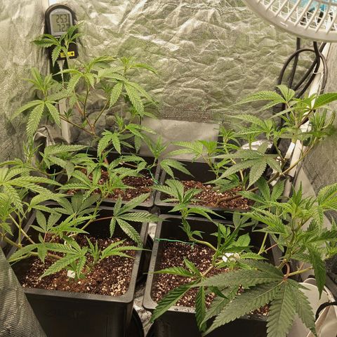 PURPLE QUEEN  growlog photo: FEED EHG , EC 2.5
PH 5.8

AQ-SF SPRAY 