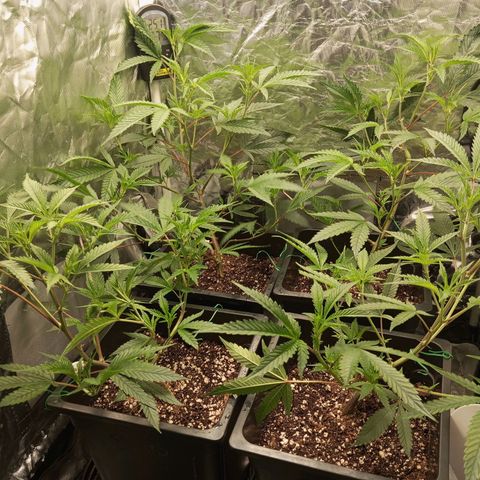 PURPLE QUEEN  growlog photo: Looking Good 
Fed EC ,1.8 PH 5.8
EHG NUTRIENTS FEED 