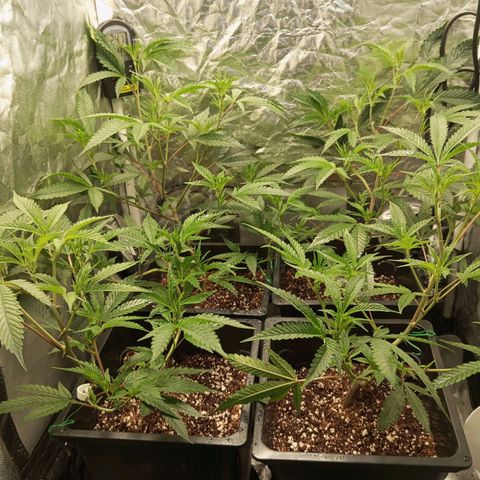 PURPLE QUEEN  growlog photo: Looking Good 
Fed EC ,1.8 PH 5.8
EHG NUTRIENTS FEED 