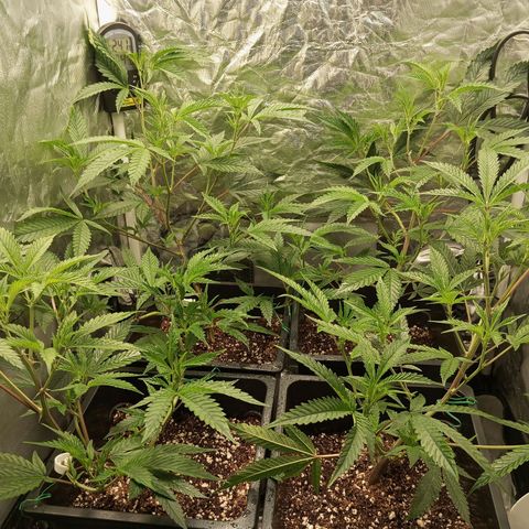 PURPLE QUEEN  growlog photo: Looking Good 
Fed EC ,1.8 PH 5.8
EHG NUTRIENTS FEED 