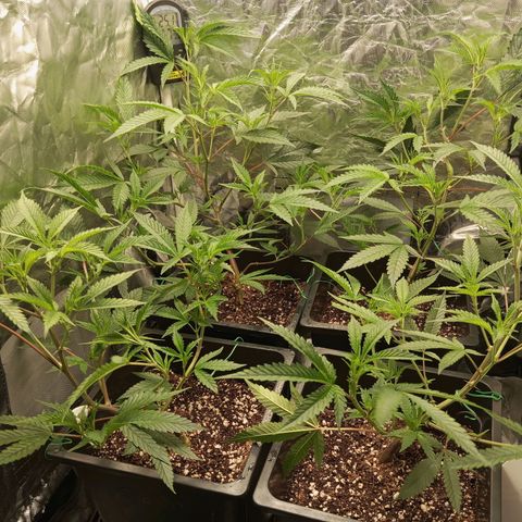PURPLE QUEEN  growlog timeline photo