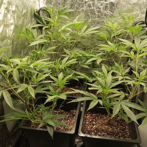 PURPLE QUEEN  growlog photo: Flipping in One week 
Initiating 12/12 Count down from 7 days starting today 
pH 5.8 EC 2.3 EHG FEED 
