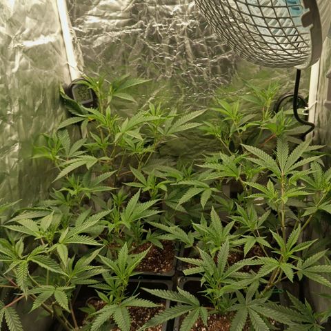 PURPLE QUEEN  growlog photo: Flipping in One week 
Initiating 12/12 Count down from 7 days starting today 
pH 5.8 EC 2.3 EHG FEED 
