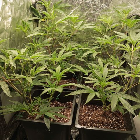 PURPLE QUEEN  growlog photo: Flipping in One week 
Initiating 12/12 Count down from 7 days starting today 
pH 5.8 EC 2.3 EHG FEED 
