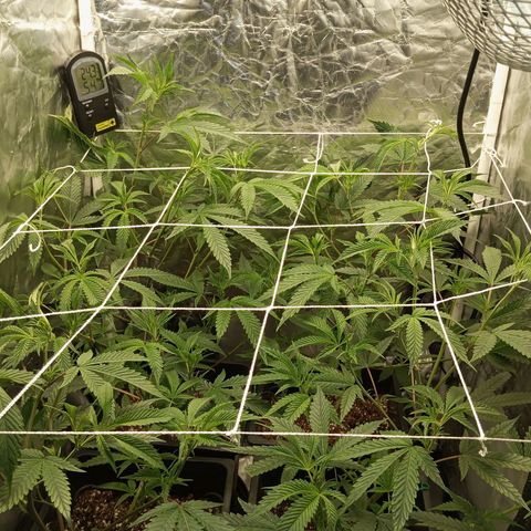 PURPLE QUEEN  growlog photo: Flashing ,prep 4 12/12
Purple queen ft 2x2 ft Mars Hydro LED LIGHT