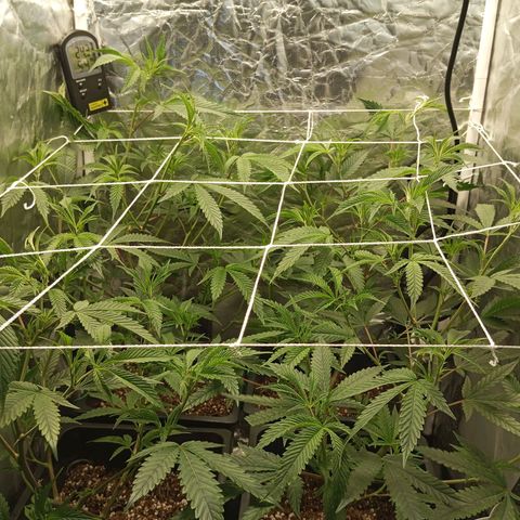 PURPLE QUEEN  growlog photo: Flashing ,prep 4 12/12
Purple queen ft 2x2 ft Mars Hydro LED LIGHT