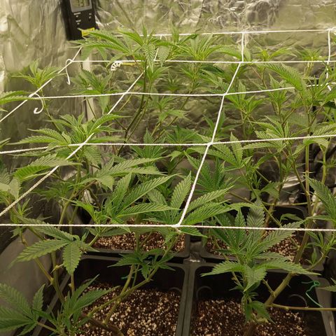 PURPLE QUEEN  growlog photo: Flash pH 5.8 
Will be feeding pre flower after
EHG NUTRIENT FEED 
Defoliation 
