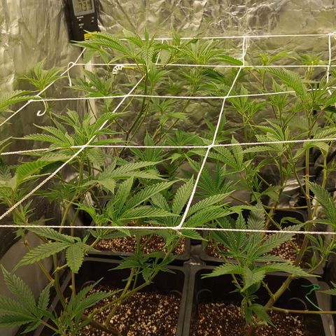 PURPLE QUEEN  growlog photo: Flash pH 5.8 
Will be feeding pre flower after
EHG NUTRIENT FEED 
Defoliation 
