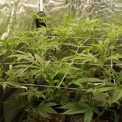PURPLE QUEEN  growlog photo: Water & Nutrients 
EHG nutrie solution
