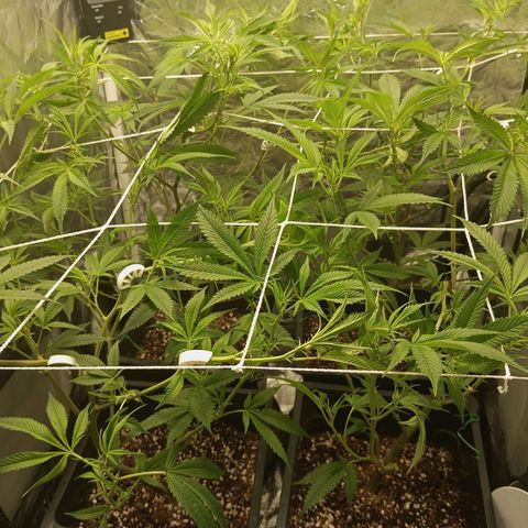 PURPLE QUEEN  growlog timeline photo