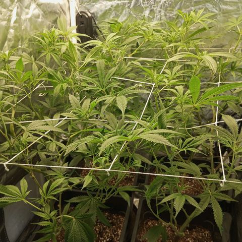 PURPLE QUEEN  growlog photo: Lil Defoliation
Training etc