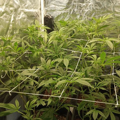 PURPLE QUEEN  growlog photo: Lil Defoliation
Training etc