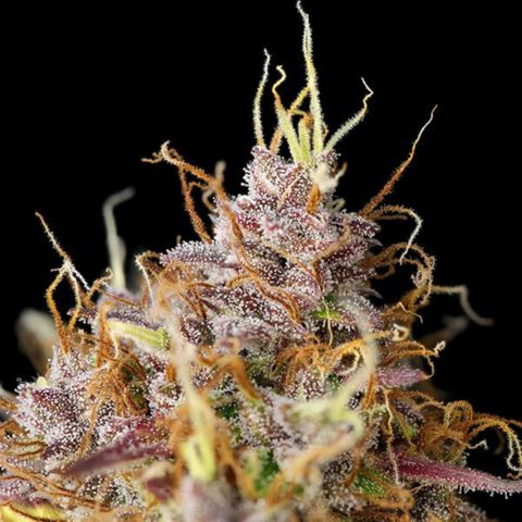 PURPLE QUEEN  growlog timeline photo