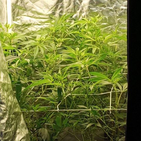 PURPLE QUEEN  growlog photo: EHG NUTRI LiQi Sltn 
pH 5.9
