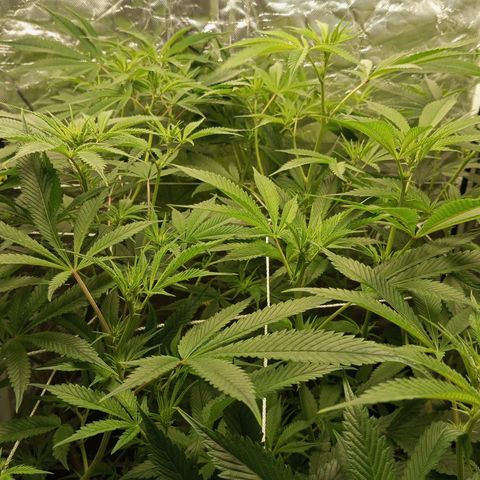 PURPLE QUEEN  growlog photo: EHG NUTRI LiQi Sltn 
pH 5.9
