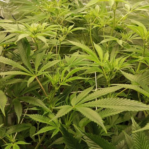 PURPLE QUEEN  growlog photo: EHG NUTRI LiQi Sltn 
pH 5.9
