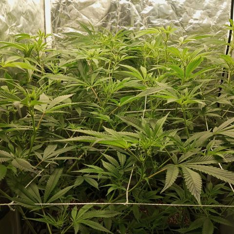PURPLE QUEEN  growlog photo: EHG NUTRI LiQi Sltn 
pH 5.9
