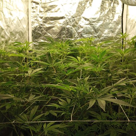 PURPLE QUEEN  growlog photo: EHG NUTRI LiQi Sltn 
pH 5.9
