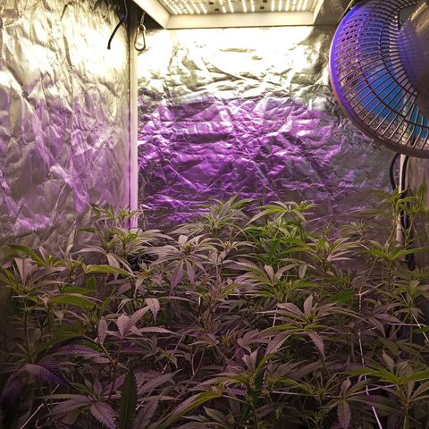 PURPLE QUEEN  growlog photo: Added Another light with Bloom spectrum 
#Mars Hydro Lights .