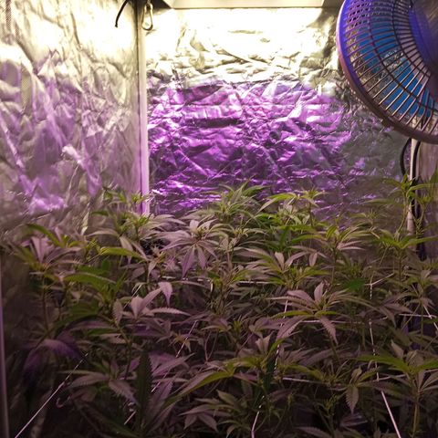 PURPLE QUEEN  growlog photo: Added Another light with Bloom spectrum 
#Mars Hydro Lights .