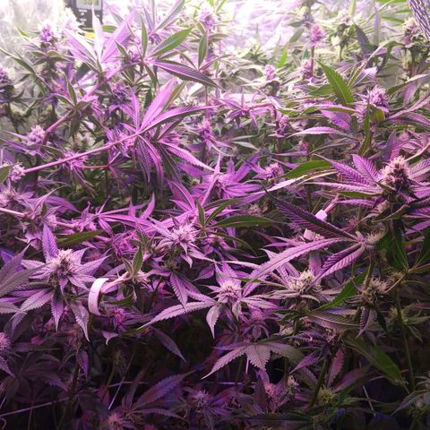 PURPLE QUEEN  growlog photo: PH TO BE RAISED AT LEAST FOR 3 DAYS AT 6.5-6
