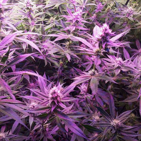 PURPLE QUEEN  growlog photo: PH TO BE RAISED AT LEAST FOR 3 DAYS AT 6.5-6