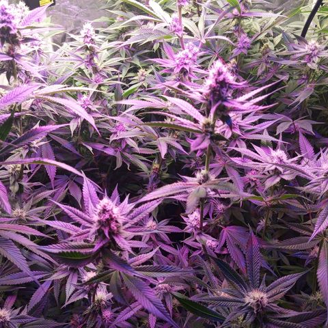 PURPLE QUEEN  growlog photo: PH TO BE RAISED AT LEAST FOR 3 DAYS AT 6.5-6