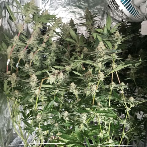 PURPLE QUEEN  growlog timeline photo