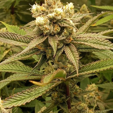 PURPLE QUEEN  growlog timeline photo