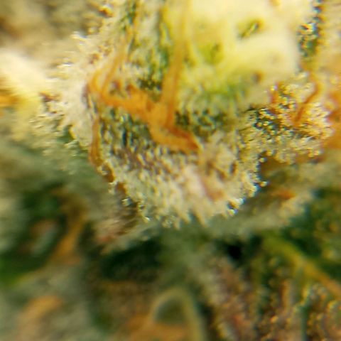 PURPLE QUEEN  growlog timeline photo