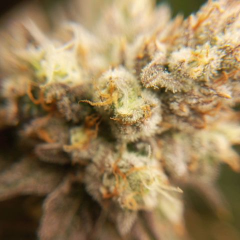 PURPLE QUEEN  growlog timeline photo