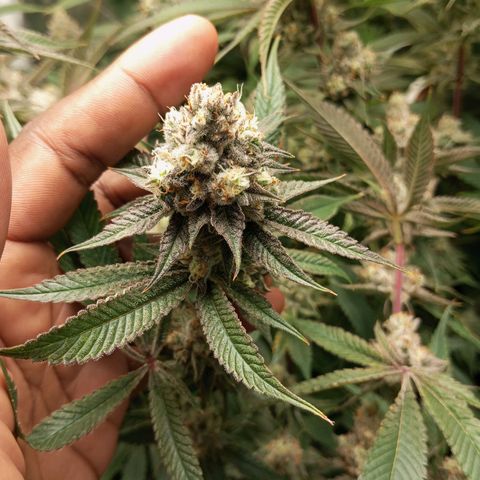 PURPLE QUEEN  growlog timeline photo