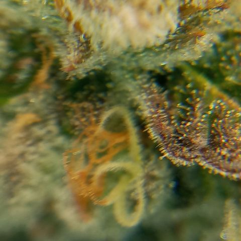 PURPLE QUEEN  growlog timeline photo