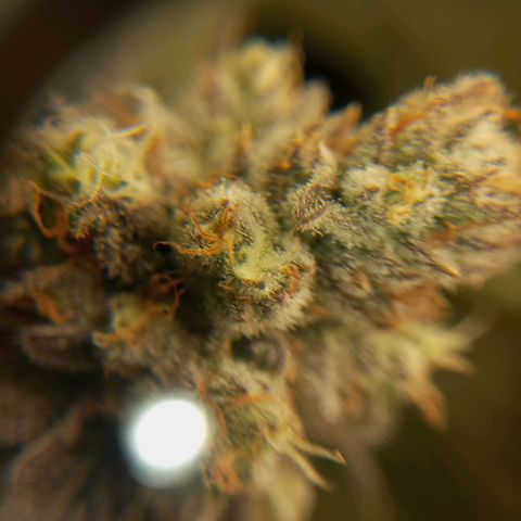 PURPLE QUEEN  growlog timeline photo
