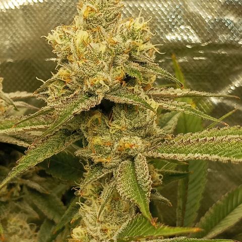 PURPLE QUEEN  growlog timeline photo