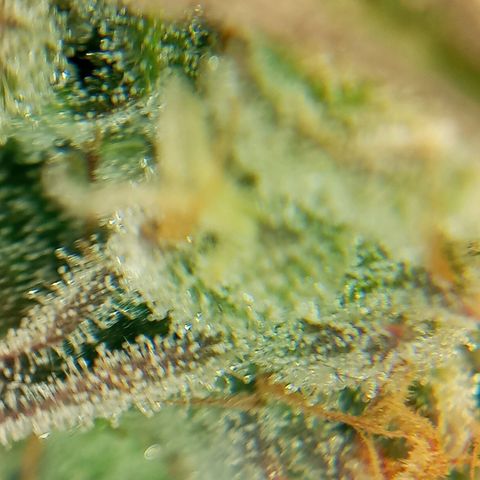 PURPLE QUEEN  growlog timeline photo