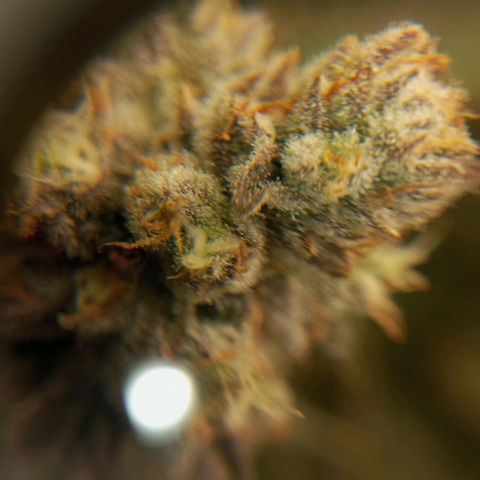 PURPLE QUEEN  growlog timeline photo