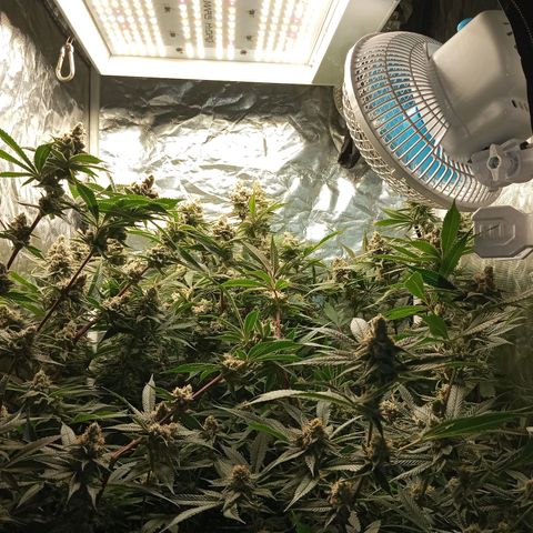 PURPLE QUEEN  growlog timeline photo