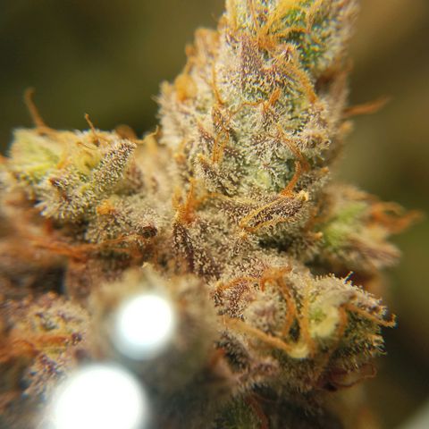 PURPLE QUEEN  growlog photo: Flashing readying for harvest in 10 - 14 days 