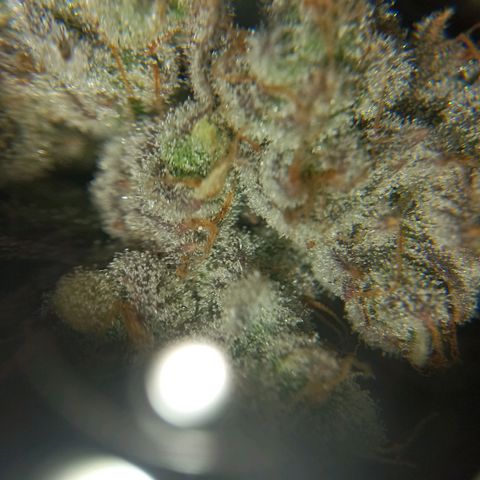 PURPLE QUEEN  growlog photo: Flashing readying for harvest in 10 - 14 days 