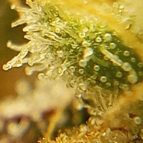 PURPLE QUEEN  growlog photo: Flashing readying for harvest in 10 - 14 days 