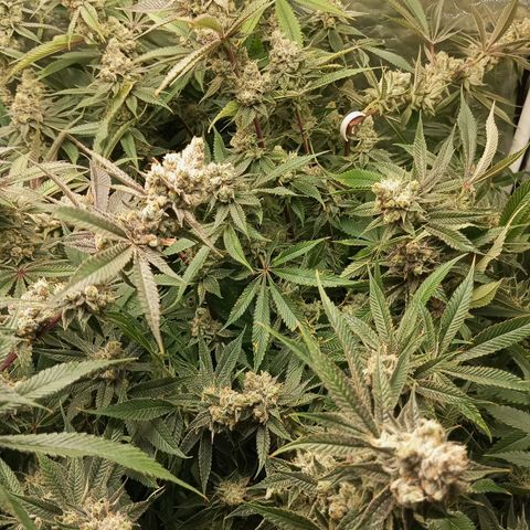 PURPLE QUEEN  growlog photo: Flashing readying for harvest in 10 - 14 days 