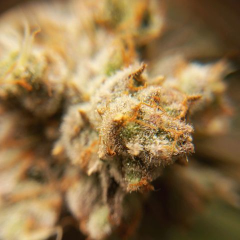 PURPLE QUEEN  growlog photo: Flashing readying for harvest in 10 - 14 days 