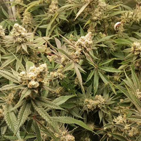 PURPLE QUEEN  growlog photo: Flashing readying for harvest in 10 - 14 days 