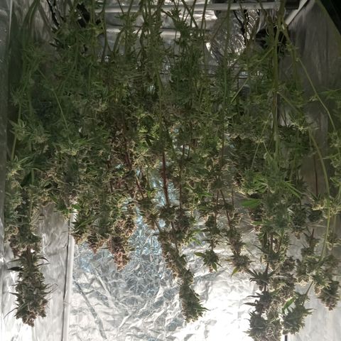 PURPLE QUEEN  growlog photo: Time is up , drying in progress 