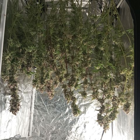 PURPLE QUEEN  growlog photo: Time is up , drying in progress 
