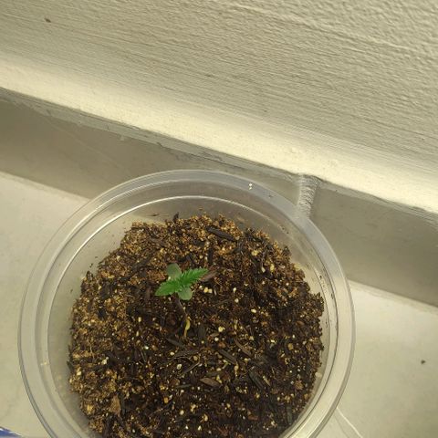 Primeiro Cultivo growlog timeline photo