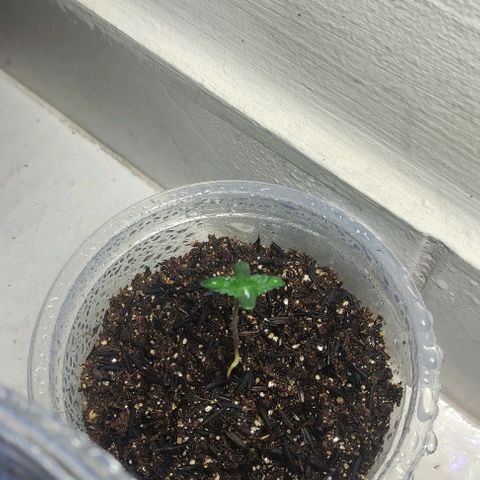 Primeiro Cultivo growlog timeline photo